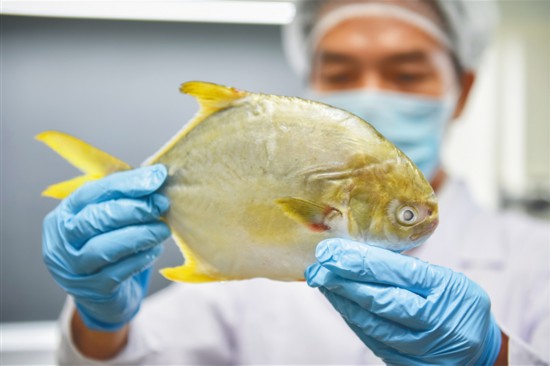 扫描可追溯养殖过程 一条金鲳鱼的大数据之旅